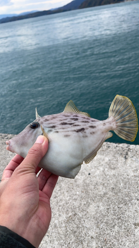 カワハギの釣果