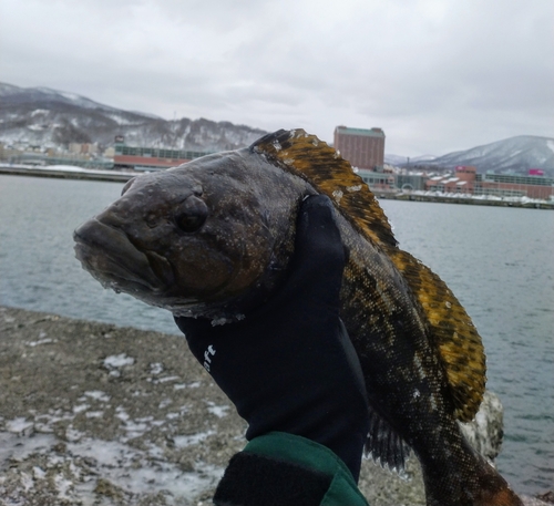 アイナメの釣果