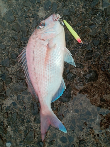 マダイの釣果