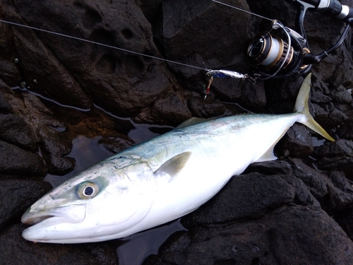 イナダの釣果