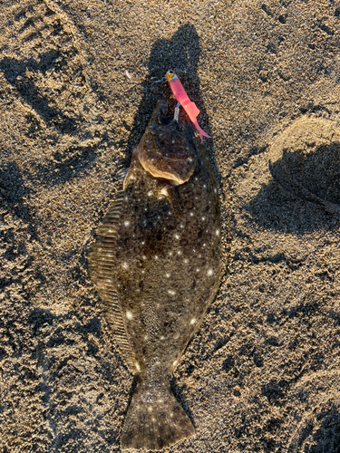 ヒラメの釣果