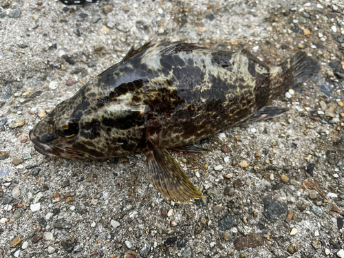 タケノコメバルの釣果