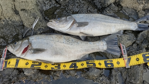 ヒラスズキの釣果