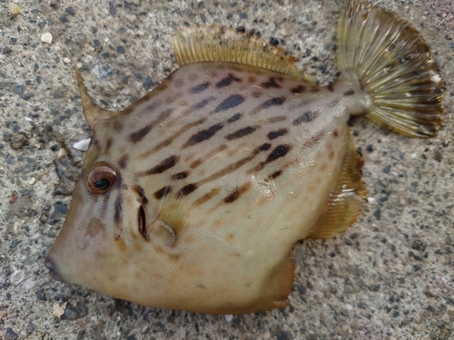 カワハギの釣果