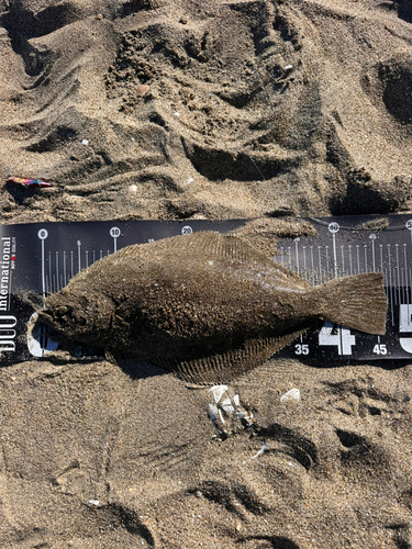 ヒラメの釣果