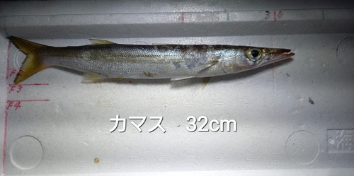 カマスの釣果