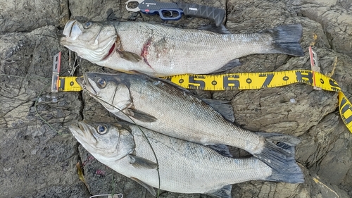 ヒラスズキの釣果