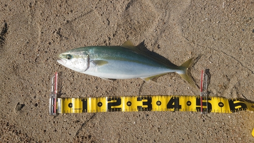 イナダの釣果