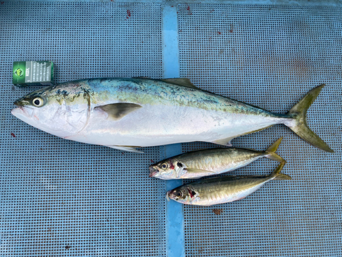 ブリの釣果