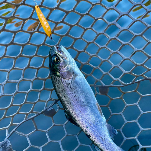 ニジマスの釣果