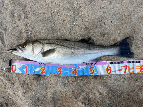 シーバスの釣果