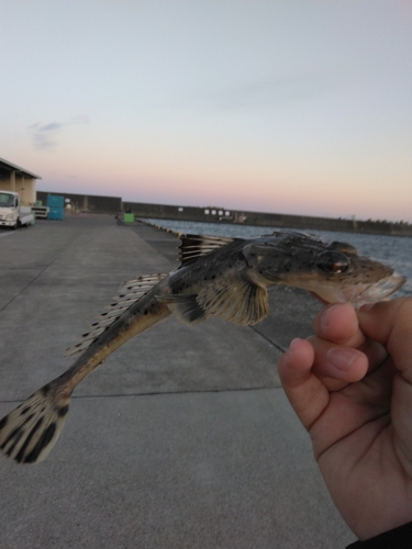 コチの釣果