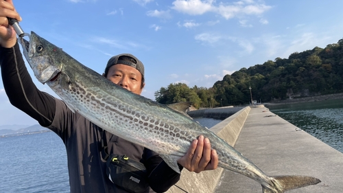 サワラの釣果