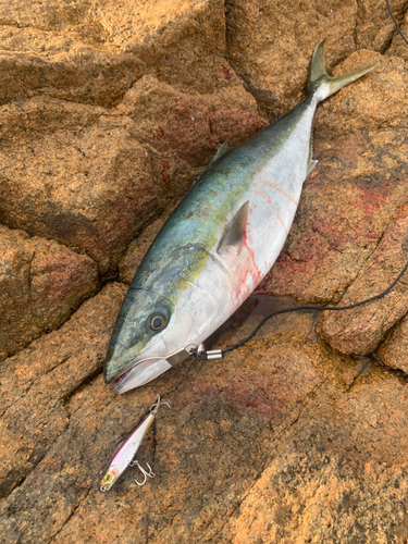 ヤズの釣果