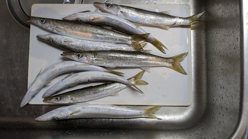 カマスの釣果