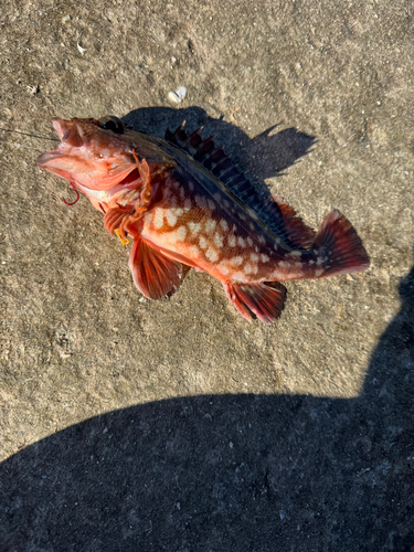 カサゴの釣果