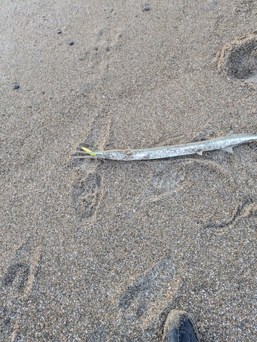 ダツの釣果