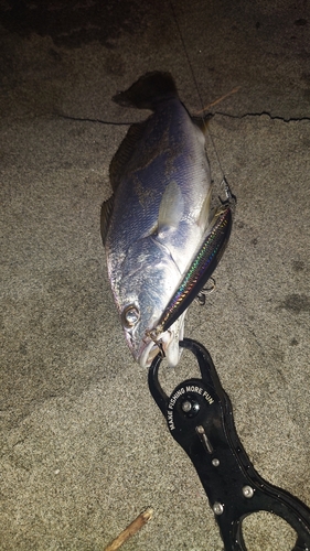 ニベの釣果