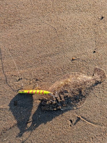 ヒラメの釣果