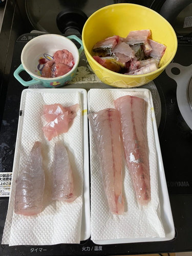 マゴチの釣果