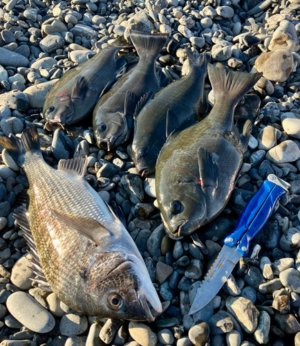 クロダイの釣果