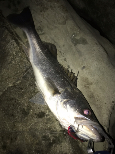 シーバスの釣果