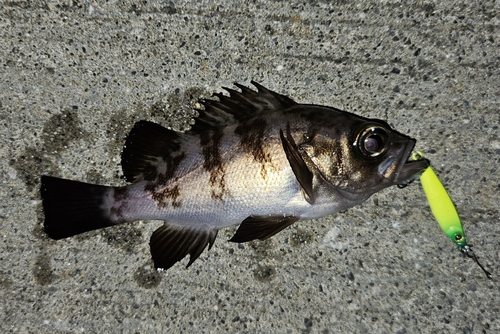 メバルの釣果