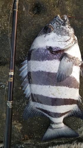 イシダイの釣果