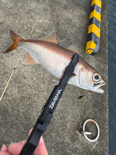 ムツの釣果