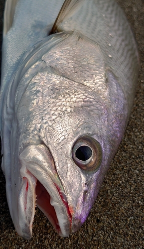 オオニベの釣果