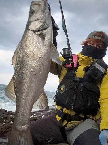 ヒラスズキの釣果