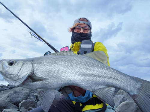 ヒラスズキの釣果