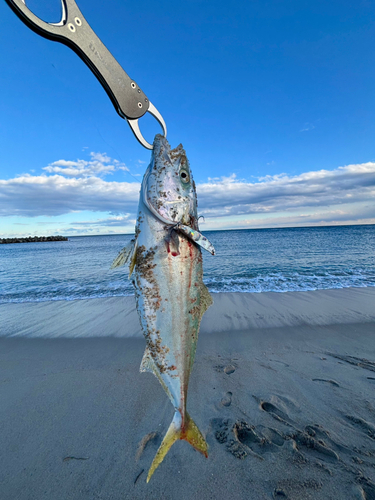 イナダの釣果