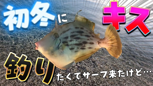 カワハギの釣果