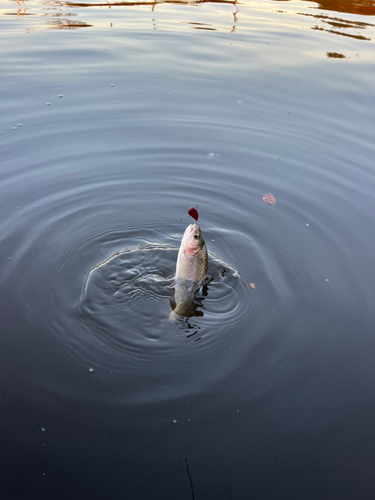 ニジマスの釣果