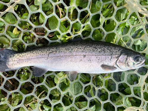 サクラマスの釣果