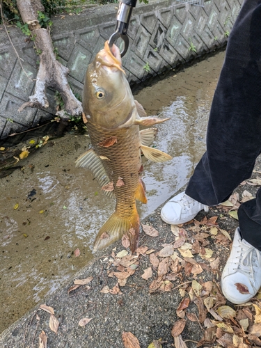 コイの釣果