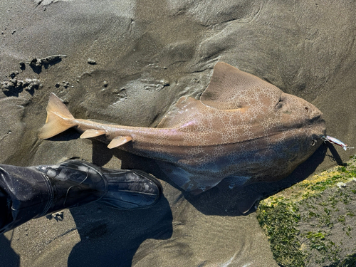 カスザメの釣果