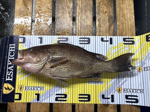 オオモンハタの釣果