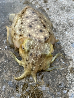 コウイカの釣果