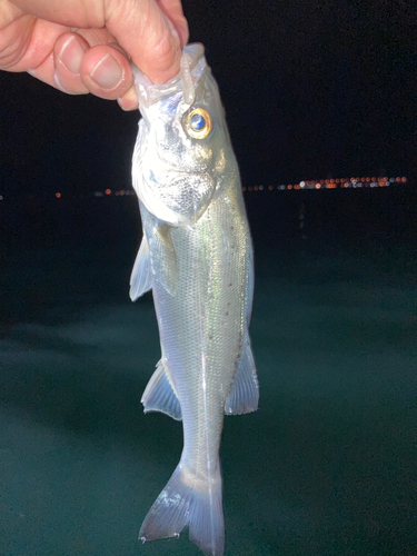 セイゴ（マルスズキ）の釣果