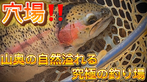 ニジマスの釣果