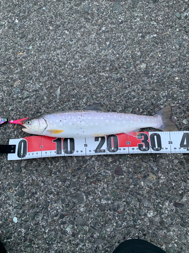 アメマスの釣果