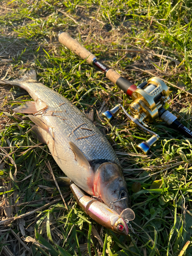 ウグイの釣果