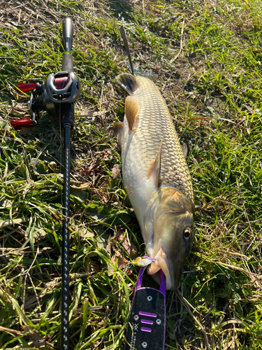 ニゴイの釣果