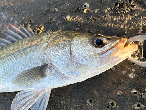 セイゴ（マルスズキ）の釣果