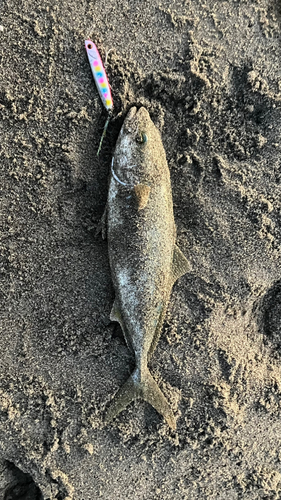 イナダの釣果