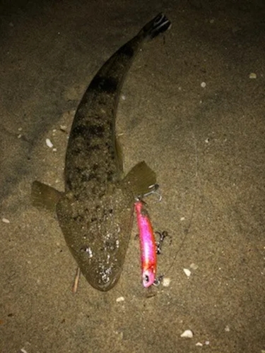 マゴチの釣果