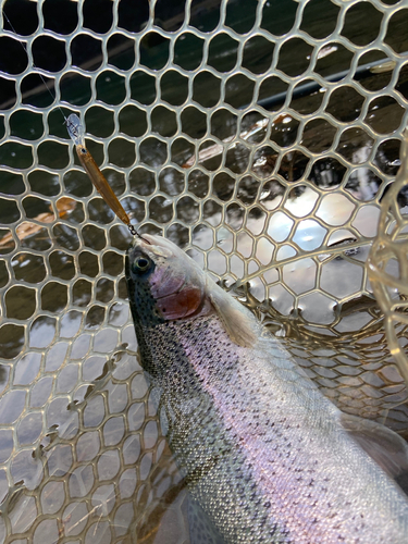 ニジマスの釣果