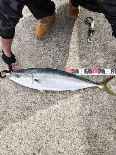 ブリの釣果